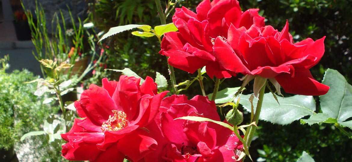 Flores no Jardim Cósmico