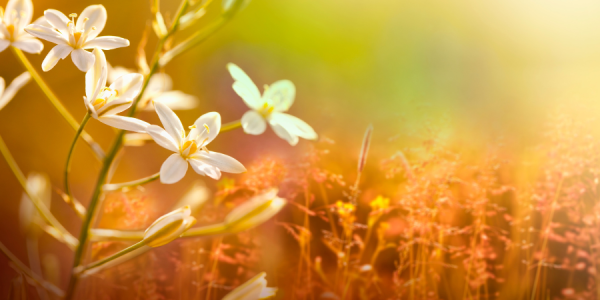 Compensar a Natureza