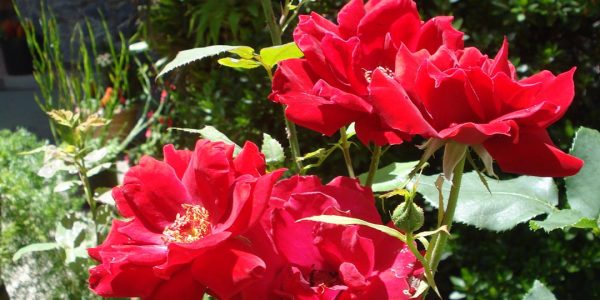 Flores no Jardim Cósmico